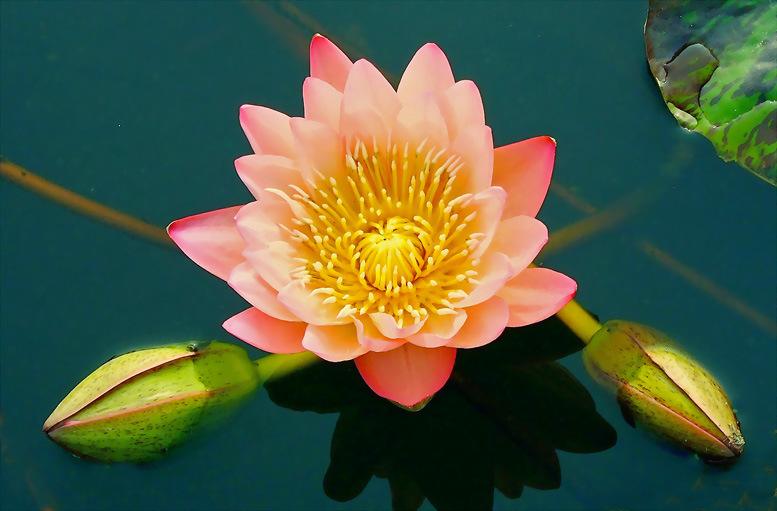 重庆香水莲