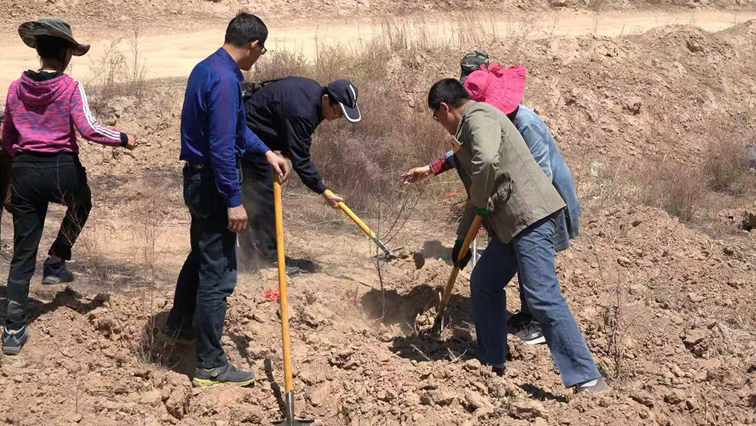 沙棘种植