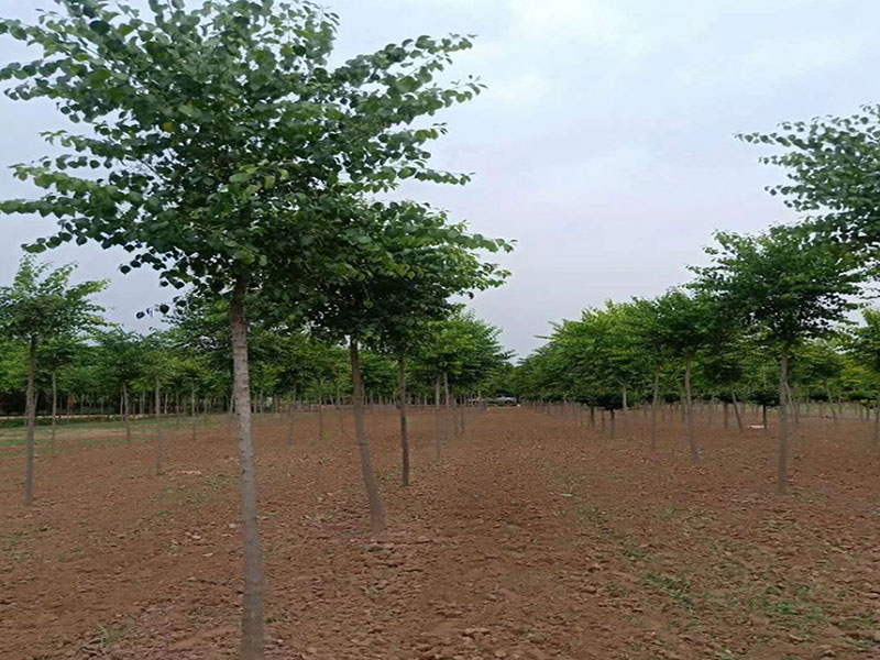 西宁苗木生产经营
