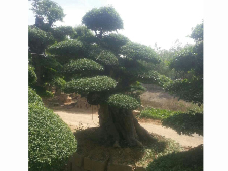 泰山迎客松
