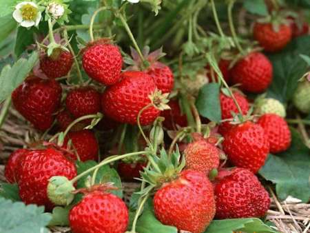 大棚草莓苗
