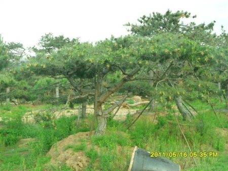 山东五角枫
