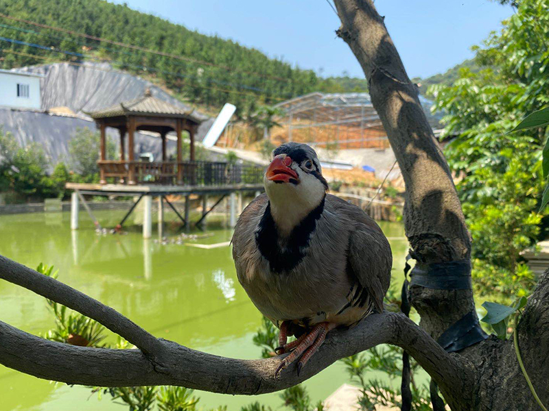 鹧鸪鸟