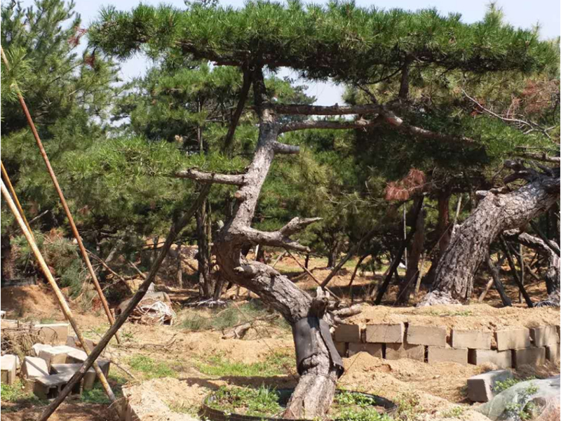 莱芜造型油松