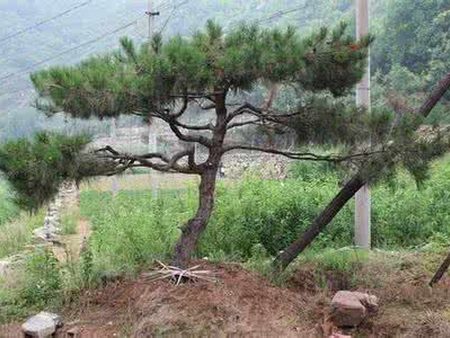 造型松樹