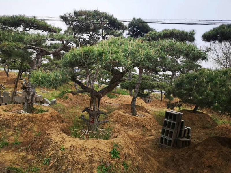 造型油松