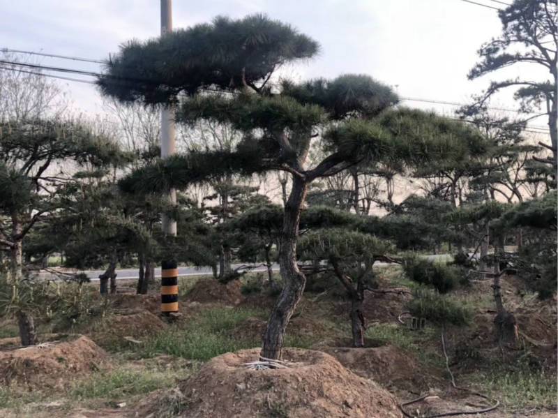 造型黑松