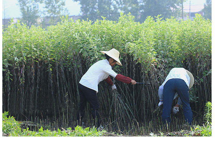 批发电加热艾绒坐垫纯艾绒汽车坐垫4545cm艾绒垫可代工生产