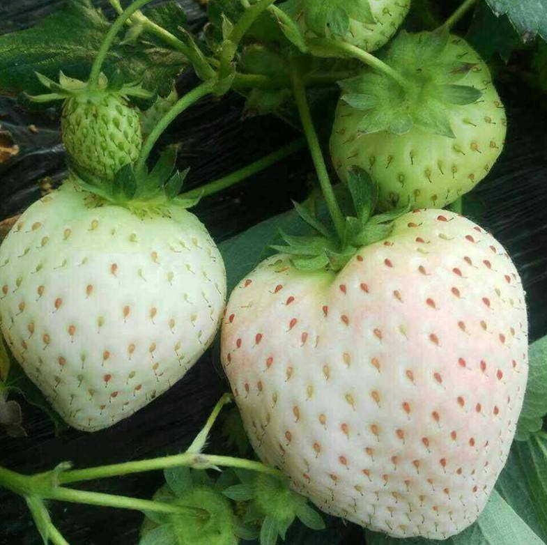 ​白草莓苗