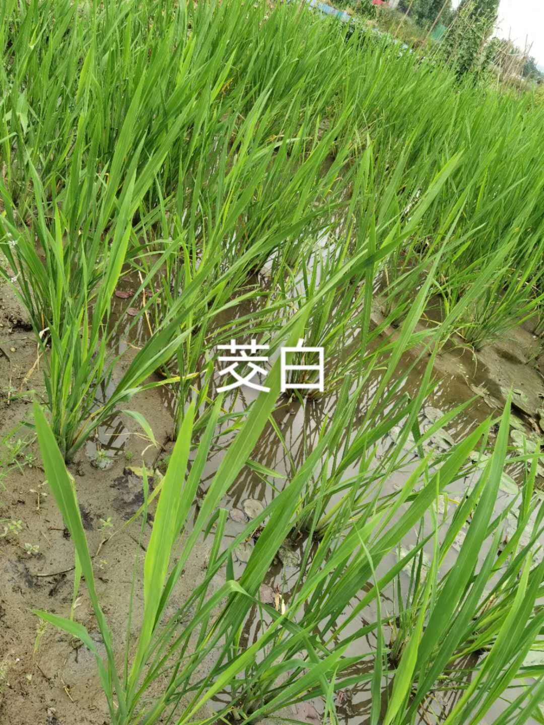 四川水生植物