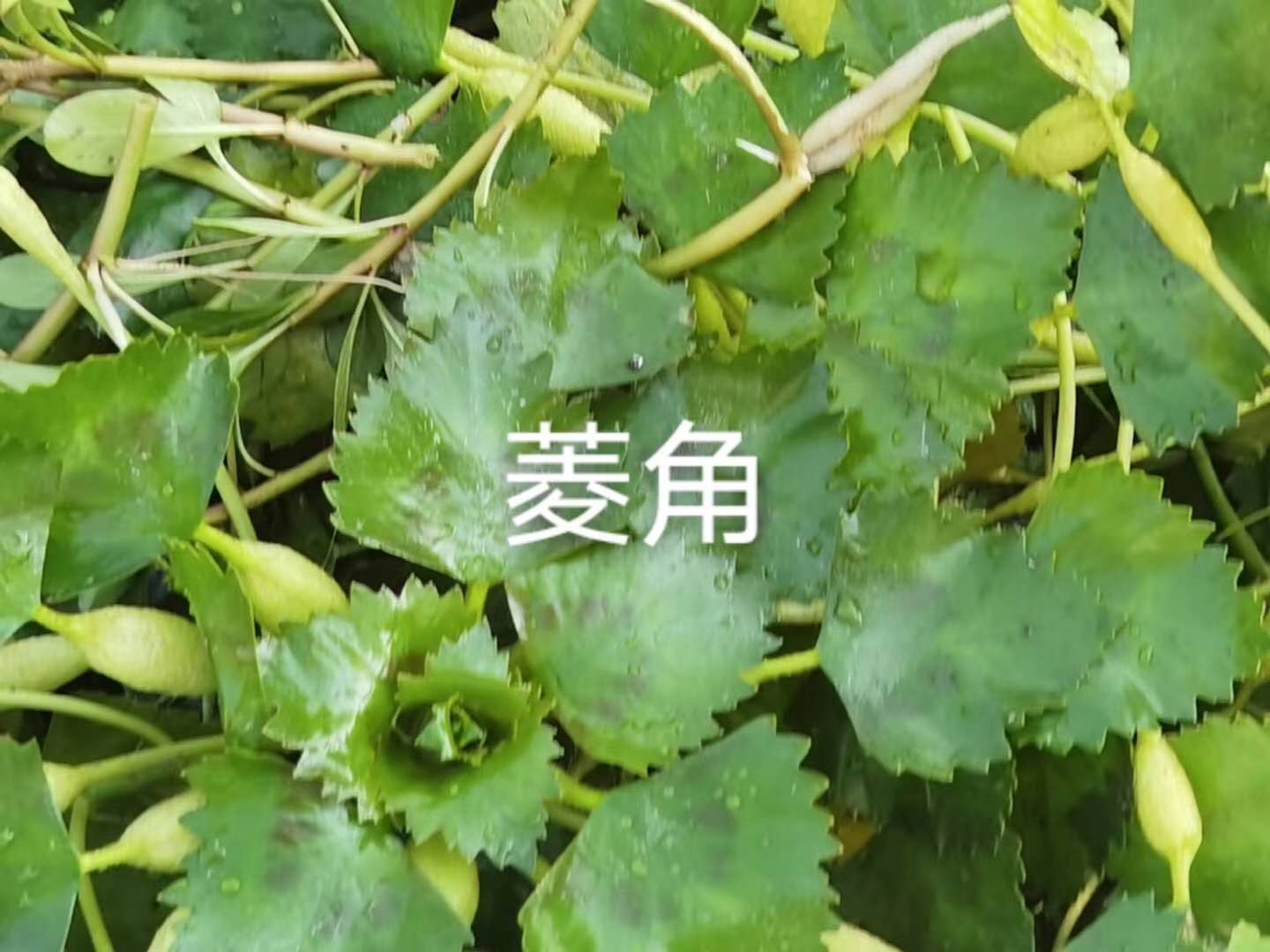 四川水生植物厂家