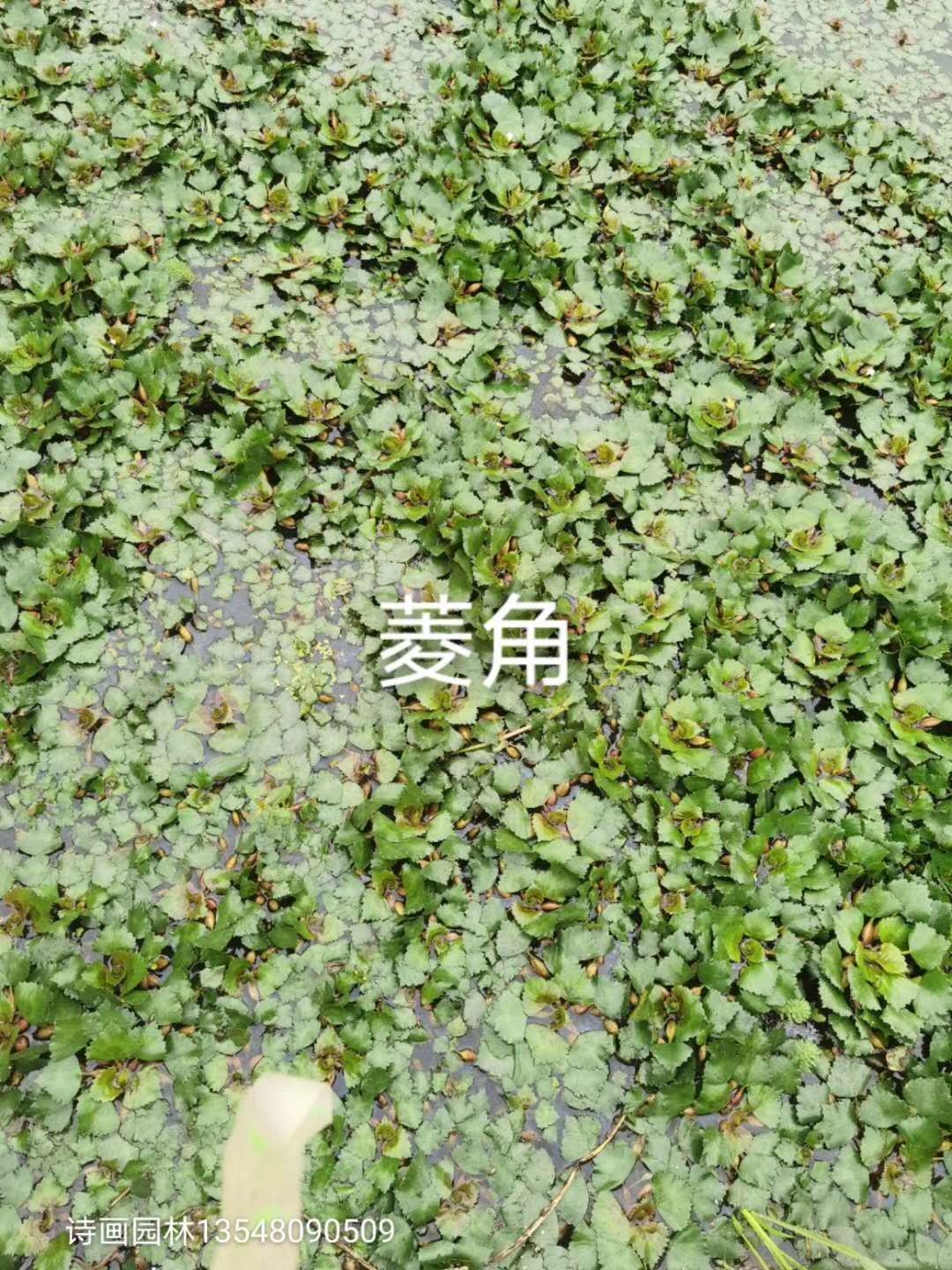 四川水生植物厂家