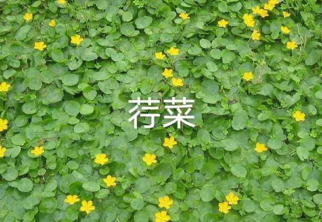 水生植物批发零售