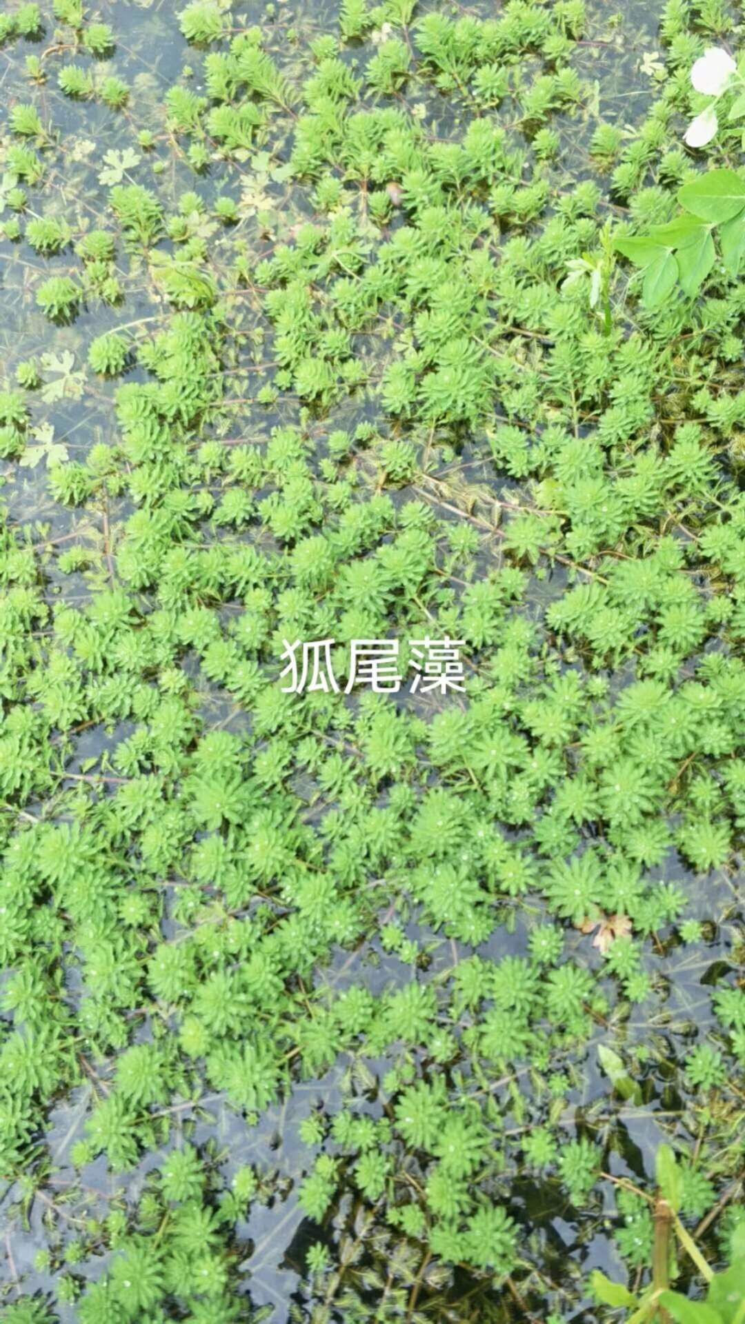 四川水生植物