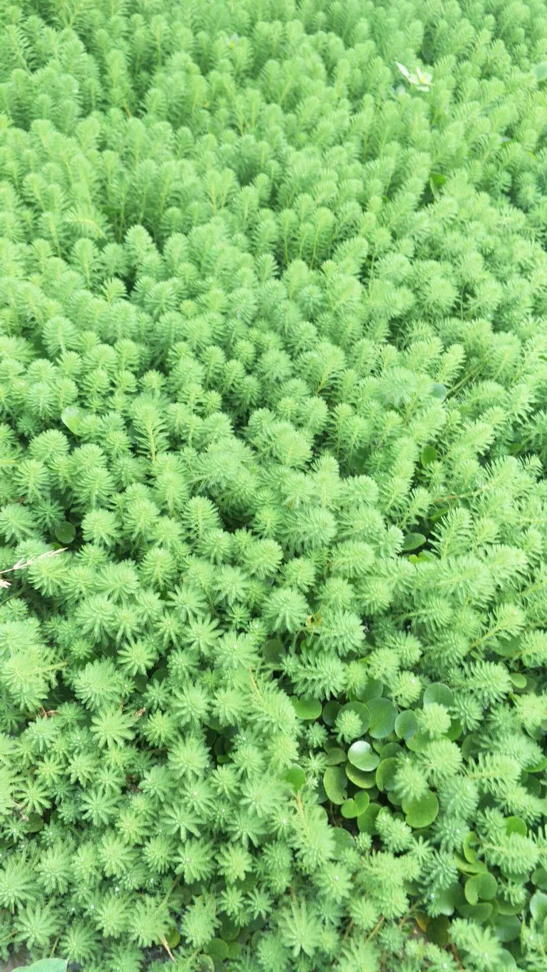 四川水生植物