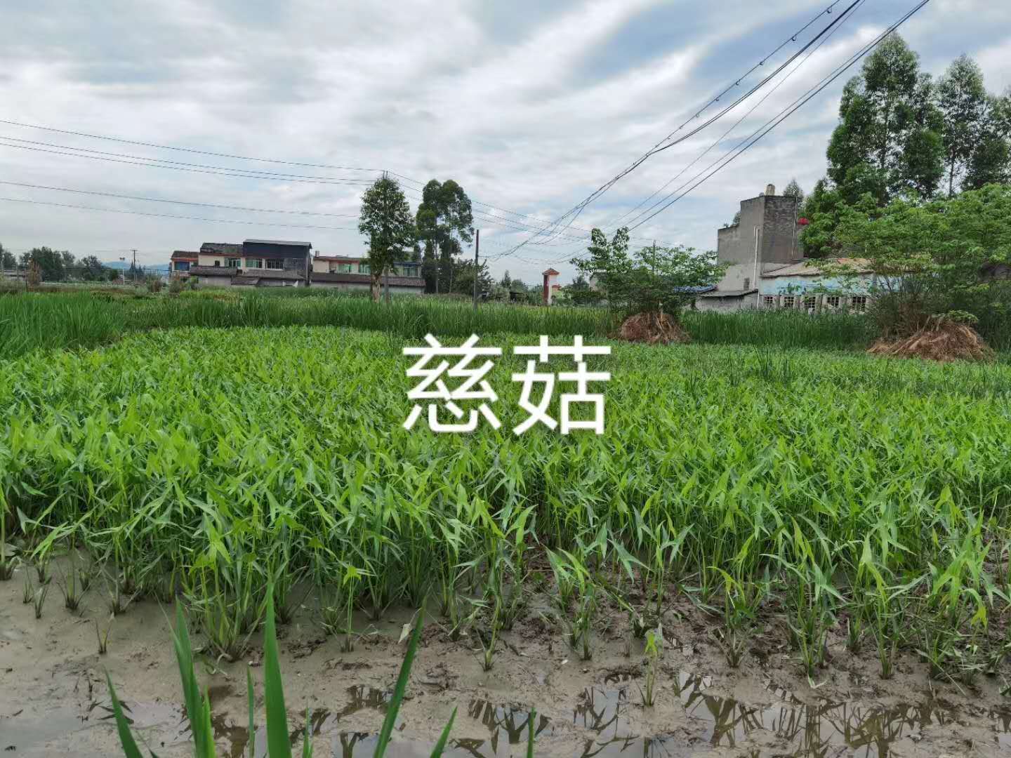 四川水生植物廠家
