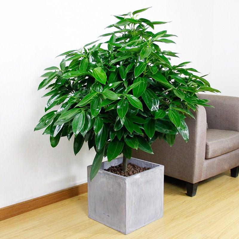 盘锦人和花卉苗木基地