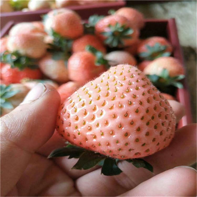 白雪公主草莓苗