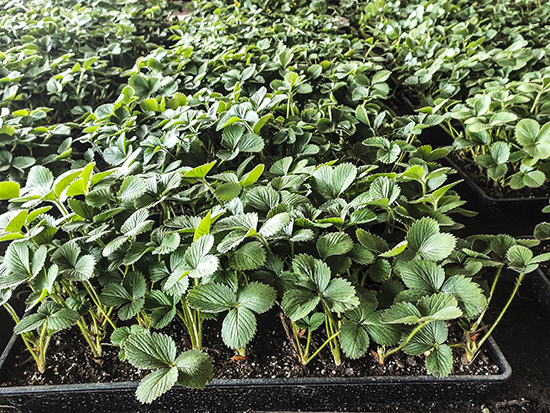 營養缽草莓苗種植