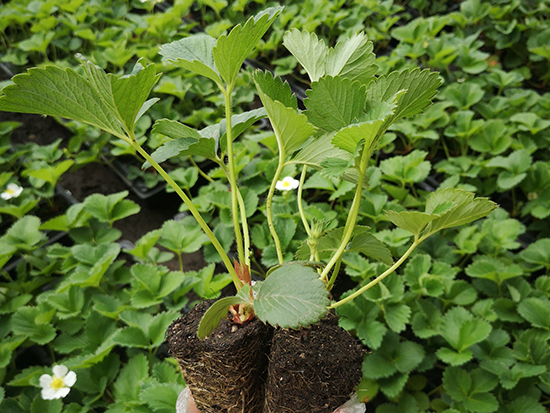 营养钵草莓苗移植