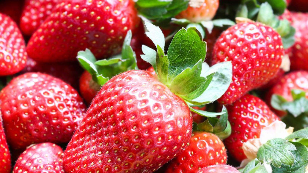 法蘭地草莓苗.jpg
