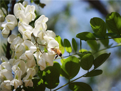 槐花
