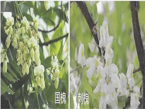 槐花入药