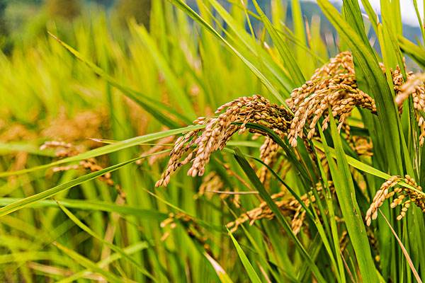 如何提高水稻产量