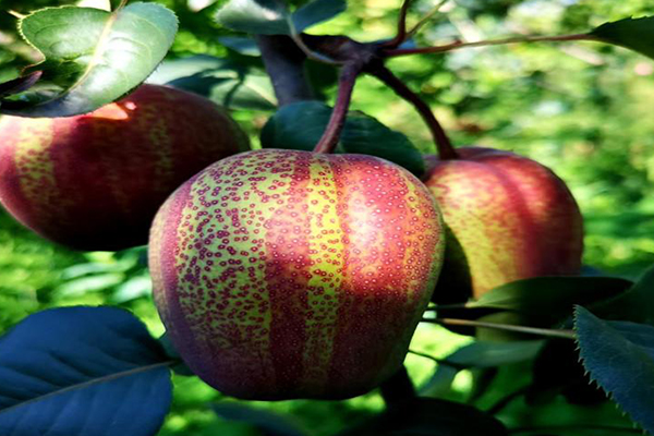 梨树苗新品种