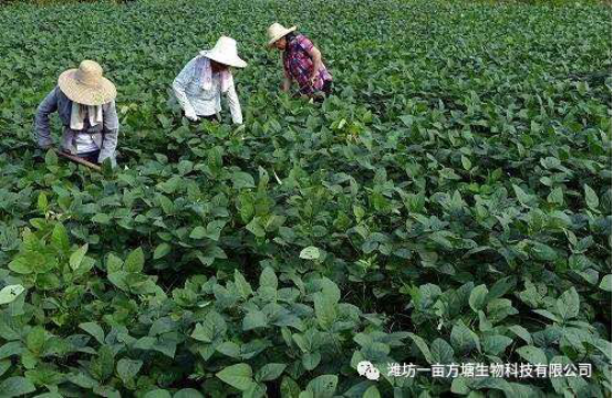 一起聊聊生物菌肥