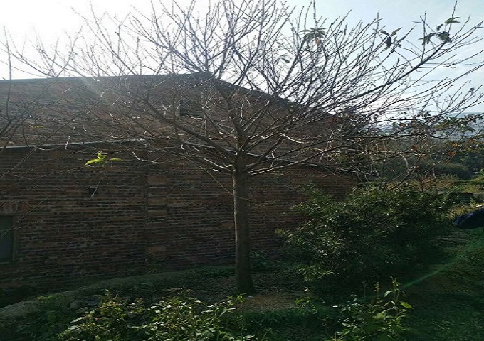 福建山樱花