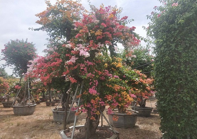 彩叶三角梅价格