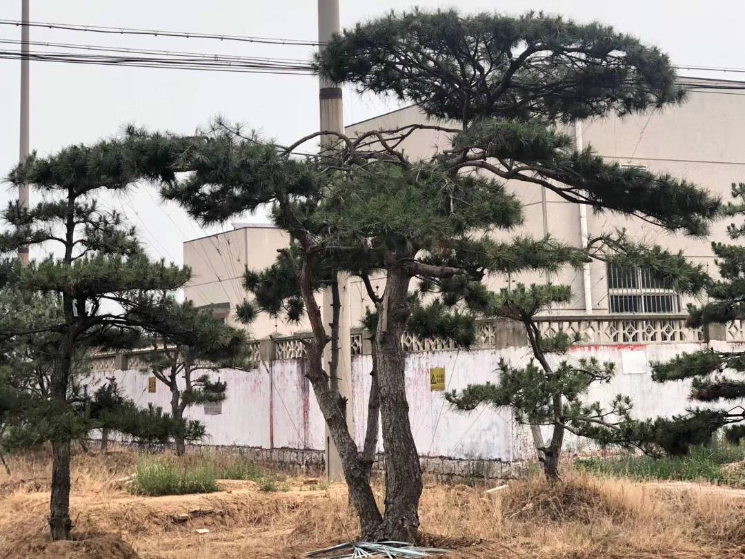 造型松