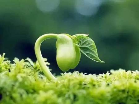 1600482342543856.jpg 叶面肥的作用,保花保果保春耕