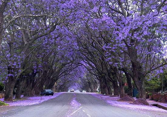 1600501169203254.jpg 蓝花楹