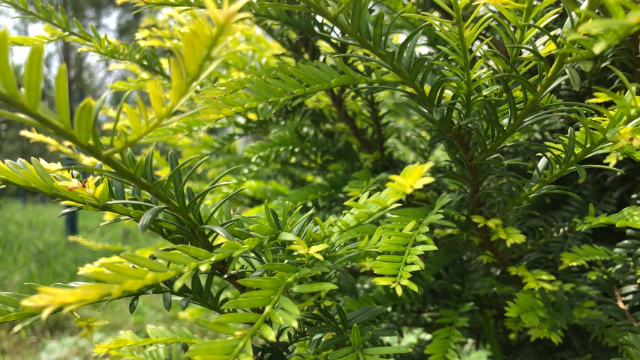 紅豆杉