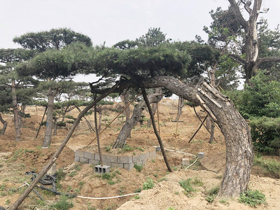 造型油松