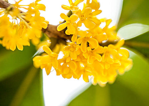 1603185350681841.jpg 桂花