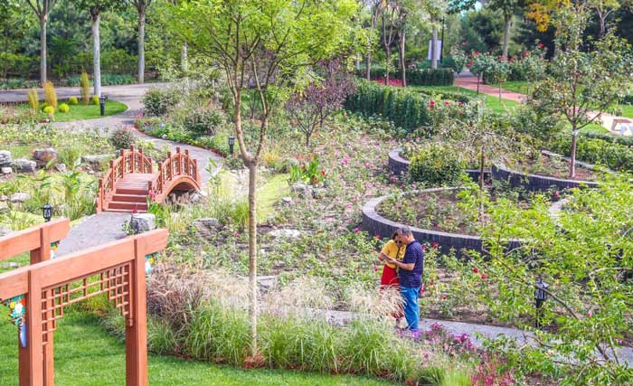 能工巧匠齊上陣，大興納波灣月季園新增33個主題園