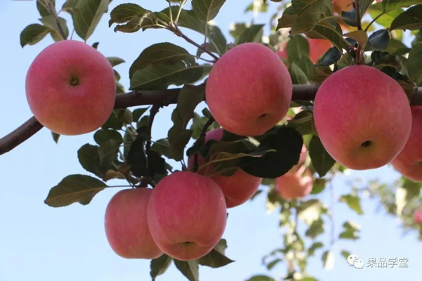 如何讓蘋果從70果長到80果，再長到90果！知道的果農都說很實用