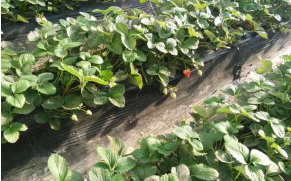 东港草莓苗