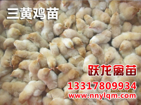 貴州雞鴨養殖技術