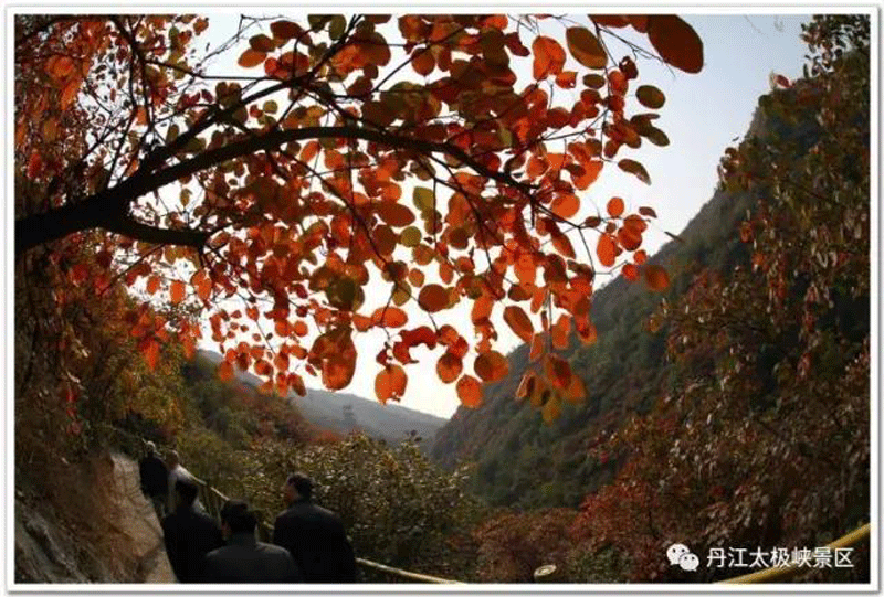 太极峡耀眼的红叶林，壮观不输香山！