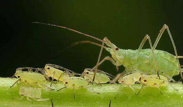 蚜蟲爆發太厲害，15種防治蚜蟲的方法，你知道多少？