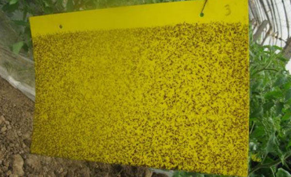 蚜蟲爆發太厲害，15種防治蚜蟲的方法，你知道多少？
