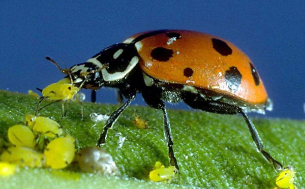 蚜蟲爆發太厲害，15種防治蚜蟲的方法，你知道多少？