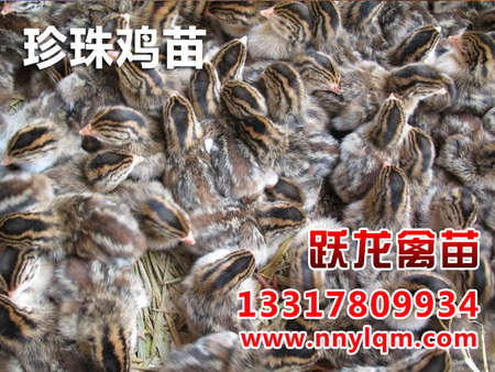 贵州鸡鸭养殖技术