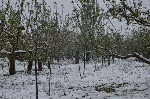 冬季果樹哪些部位易受凍害？