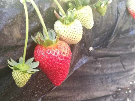 沈阳草莓种苗