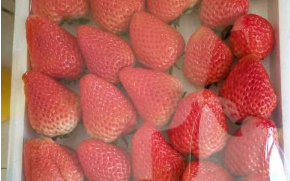 东港市草莓采摘园